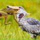 30 Ferocious Moments of Birds Hunting Their Next Meal | Animal Fight