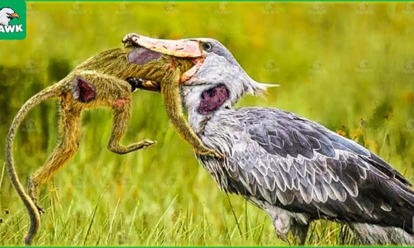 30 Ferocious Moments of Birds Hunting Their Next Meal | Animal Fight