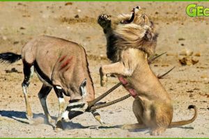 30 Horrific Moments When Deadly Horns Crush Predators | Animal Fight