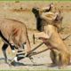 30 Horrific Moments When Deadly Horns Crush Predators | Animal Fight