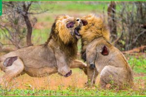 30 Horrifying Moments Strongest Lion Fight For Territory | Animal Fight