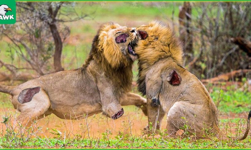 30 Horrifying Moments Strongest Lion Fight For Territory | Animal Fight