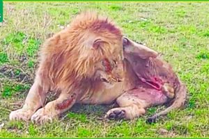 30 Injured Big Cat Moments Constantly Living In Pain | Animal Fight
