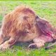 30 Injured Big Cat Moments Constantly Living In Pain | Animal Fight