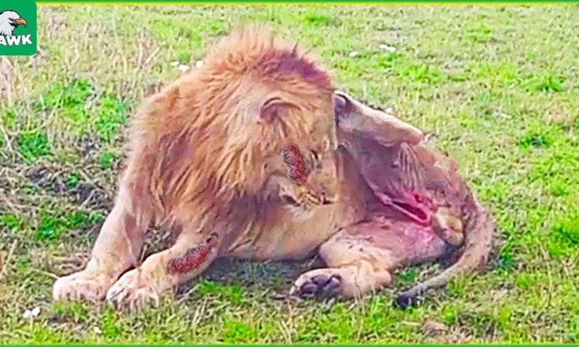 30 Injured Big Cat Moments Constantly Living In Pain | Animal Fight