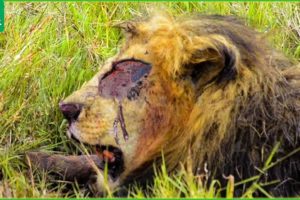 30 Moments King Lion Brutal Fight To Last Breath | Animal Fight