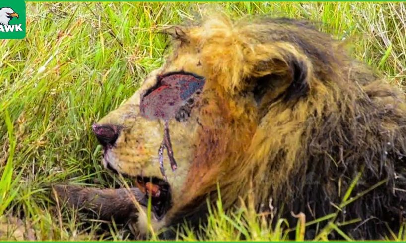 30 Moments King Lion Brutal Fight To Last Breath | Animal Fight