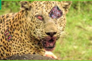 30 Moments Of Failure And Injury When A Leopard Hunts | Animal Fight