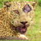 30 Moments Of Failure And Injury When A Leopard Hunts | Animal Fight
