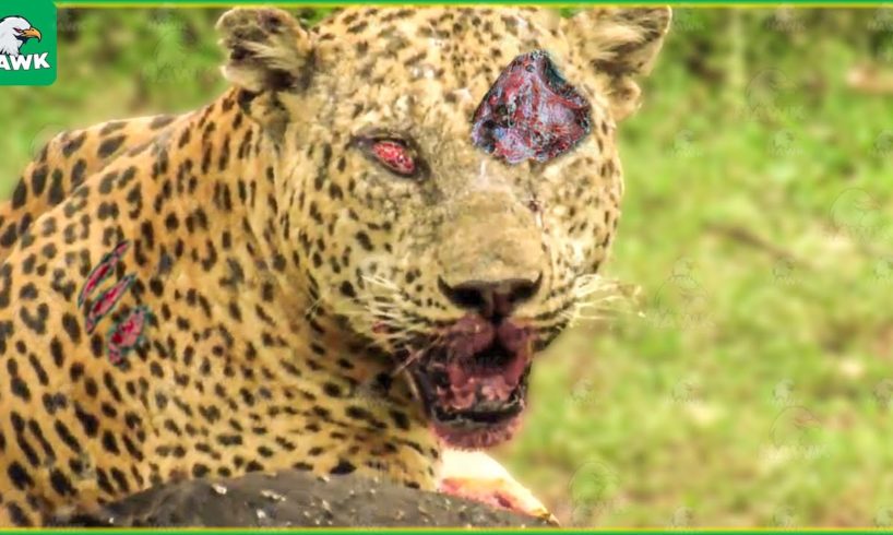 30 Moments Of Failure And Injury When A Leopard Hunts | Animal Fight