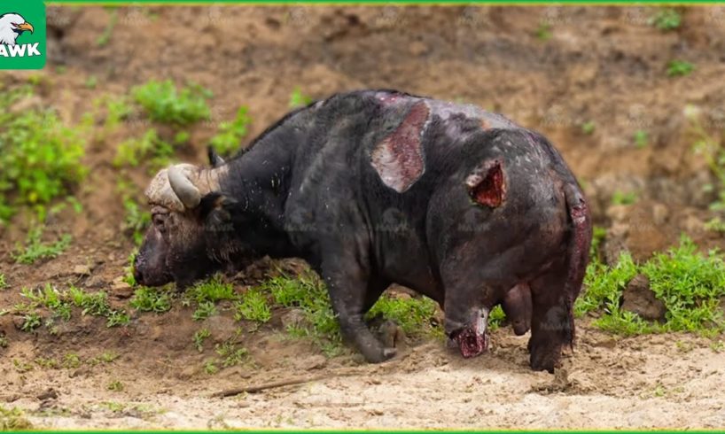 30 Moments When Buffalo, Elephant, Rhinoceros And Animal Fight Are Full Of Pain
