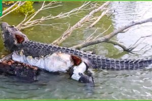 30 Moments When Crocodiles Are Injured And Animals Fight For Their Lives | Animal Fight
