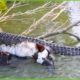 30 Moments When Crocodiles Are Injured And Animals Fight For Their Lives | Animal Fight