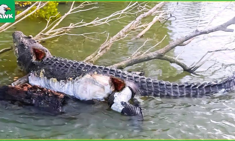 30 Moments When Crocodiles Are Injured And Animals Fight For Their Lives | Animal Fight