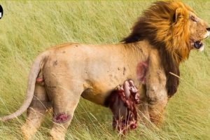 30 Moments Wild Animal Hunting Compilation |  Pride of lions hunting | Animal Fight