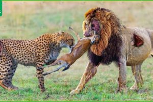 30 Scary Moments When Wild Animals Fought Brutally For Food and Territory | Animal Fight