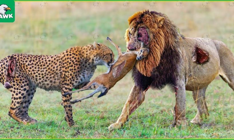 30 Scary Moments When Wild Animals Fought Brutally For Food and Territory | Animal Fight