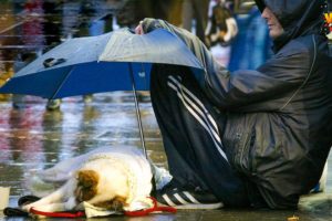 35 Acts Of Kindness Towards Animals That Will Restore Your Faith In Humanity!