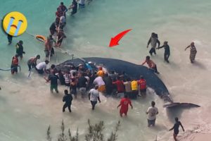 35 Animal Rescue Videos Touching Moments When Animals Asked People for Help #3