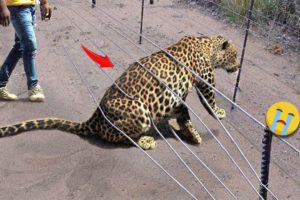 38 Animal Rescue Videos Touching Moments When Animals Asked People for Help #4