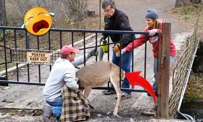 42 Animal Rescue Videos Touching Moments When Animals Asked People for Help #1