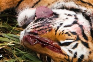 45 Moments Big Cats Fight To The Death And What Happened Next ? | Animal Fight