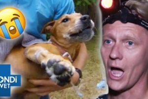 5 Heroic Animal Rescue Stories ❤️  Bondi Vet Compilations | Bondi Vet