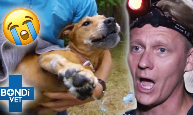 5 Heroic Animal Rescue Stories ❤️  Bondi Vet Compilations | Bondi Vet