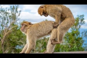 5 best funny moments monkey mating 4k ultra HD video ANIMAL BB