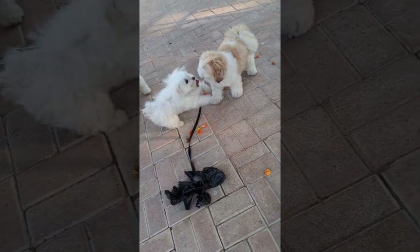 5 cutest puppies nala and coco.met 3 puppies @morning 🐶  #viralvideo #viral #dogslovers