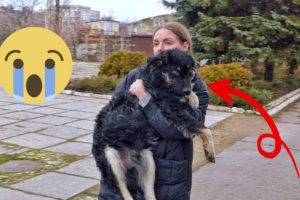 50 Animal Rescue Videos Touching Moments When Animals Asked People for Help