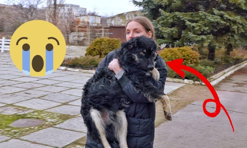 50 Animal Rescue Videos Touching Moments When Animals Asked People for Help