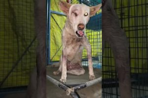 A Happy Rescue Of HIMMAT | An accident Dog to our brave doggie Transformation | Aashiyana By Naman
