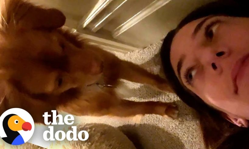 A Love Letter To My Rescue Dog | The Dodo