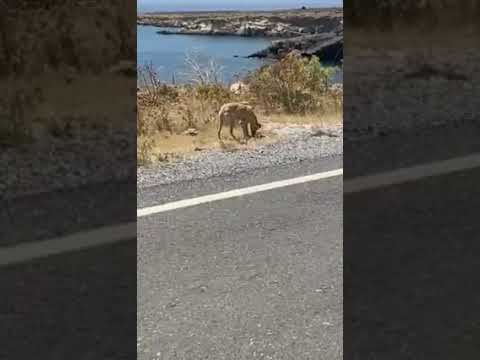 A beautiful young girl is abandoned in the road away from my city - Takis Shelter