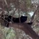 A cat tree 🌲😍 - Takis Shelter