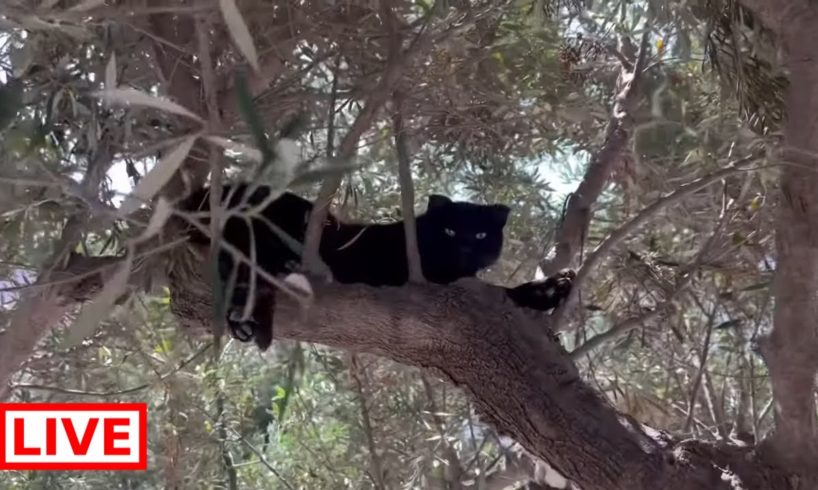 A cat tree 🌲😍 - Takis Shelter