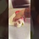 A delicious sandwich🤣🤣🤣😋😋😋😋😯😯😯 | Dog funny video | cute puppies | #shorts #cute #puppies