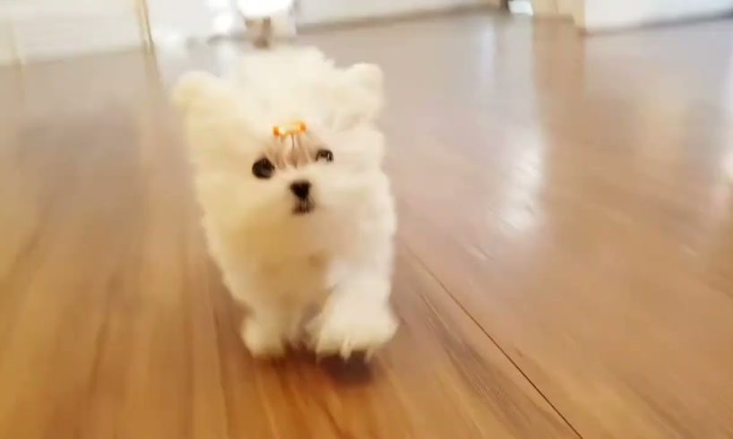 A puppy with hairy big eyes lovely and cutest puppies