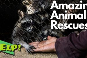 ANIMALS THAT ASKED PEOPLE FOR HELP / ANIMAL RESCUES
