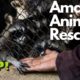 ANIMALS THAT ASKED PEOPLE FOR HELP / ANIMAL RESCUES