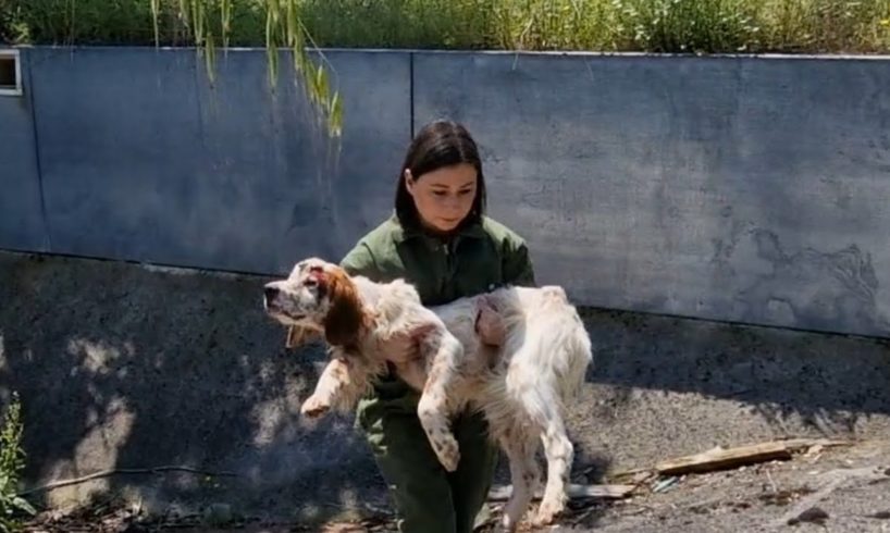Abandoned dog found in the bottom of an empty pool, injured and unable to save himself.