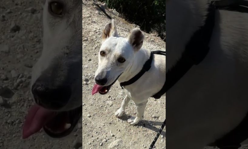 Adopt Alpha! - Takis Shelter