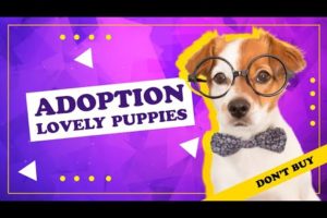 Adopt, Don't Shop | Meet the Cutest Puppies Ready for Adoption! | #puppy #dog