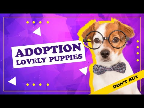 Adopt, Don't Shop | Meet the Cutest Puppies Ready for Adoption! | #puppy #dog