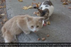 Adorable Stray Cat Was Very Hungry And Wanted to Eat Something! Animal Rescue 2023