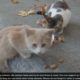 Adorable Stray Cat Was Very Hungry And Wanted to Eat Something! Animal Rescue 2023