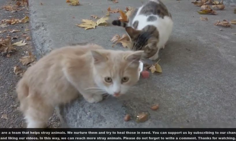 Adorable Stray Cat Was Very Hungry And Wanted to Eat Something! Animal Rescue 2023