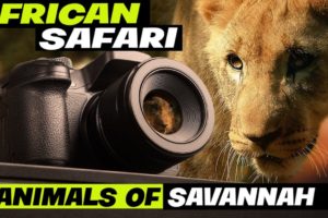 African Safari | Animals of Savannah