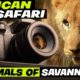 African Safari | Animals of Savannah